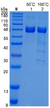 鵰 Recombinant Mouse TGF beta Receptor II / TGFR-2 /  TGF-beta type II receptor    Protein