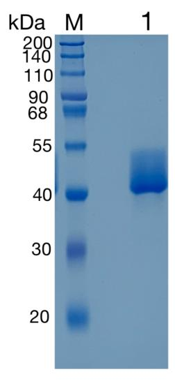 鵰 Recombinant Mouse FSTL1/FRP /  Follistatin-like protein 1 /  FSTL1 /  FRP   Protein