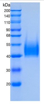 鵰 RecombinantHuman B7-H6 / NCR3LG1 / B7 Homolog 6   Protein