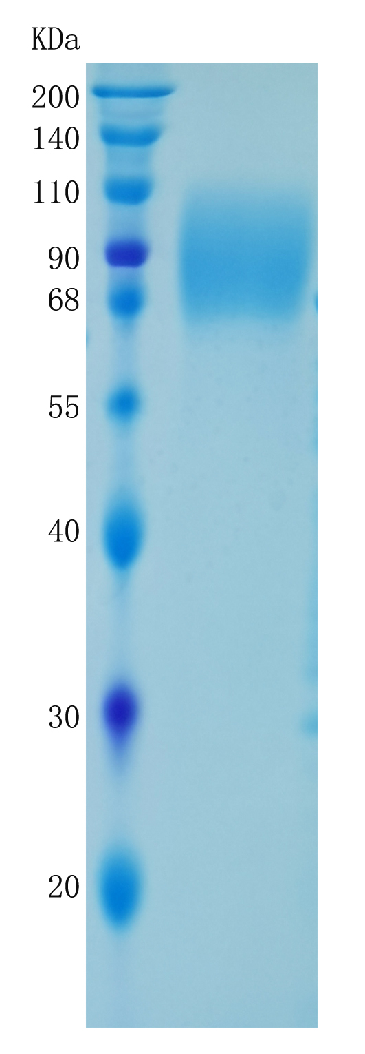 鵰 Recombinant Human Tau / MAPT / Mtapt / Tau Protein