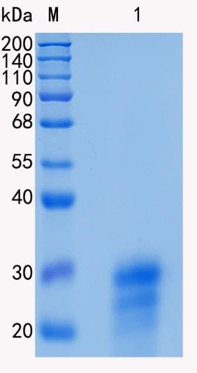 鵰 Recombinant human Cripto1/CRIPTO / CR / CRGF / cripto;TDGF 1 Protein