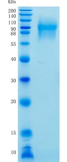 鵰 Recombinant Human CEACAM1 / CEACAM1 / CD66a / BGP / BGP1 / BGPI  Protein