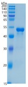 鵰 Recombinant Human CD99 / CD99 / MIC2 / MIC2X / MIC2Y  Protein