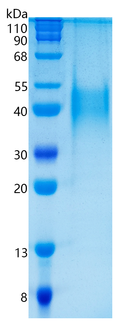 鵰 Recombinant Human LIF / LIF/ MLPLI  Protein
