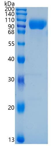 鵰 Recombinant Human Poliovirus Receptor/PVR / CD155 / HVED / NECL5 Protein