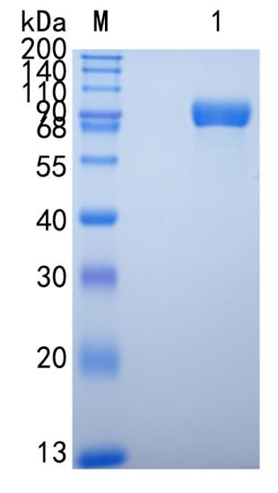 鵰Recombinant Mouse LILRB3 / LIR-3 / ILT-5 / CD85a  Protein