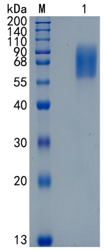 鵰Recombinant Mouse IL-23R / Il23r / IL-23 receptor  Protein