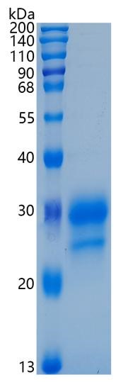 鵰Recombinant Human IL-29 / Cytokine Zcyto21 / Interleukin-29  Protein