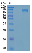 鵰Recombinant Mouse IL-31RA /  ZcytoR17 / GLM-R / CRL3Glmr  Protein