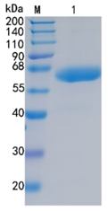 鵰 Recombinant Human LBP / LPS-binding protein / MGC22233  Protein