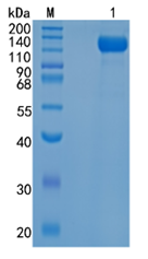 鵰 Recombinant Human CD22 / Siglec-2 / CD22 / SIGLEC2  Protein