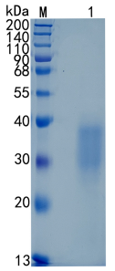 �������鵰�� Recombinant Human IL9 / T-Cell Growth Factor P40 / IL9  Protein