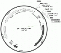 重组蛋白常见标签详细介绍